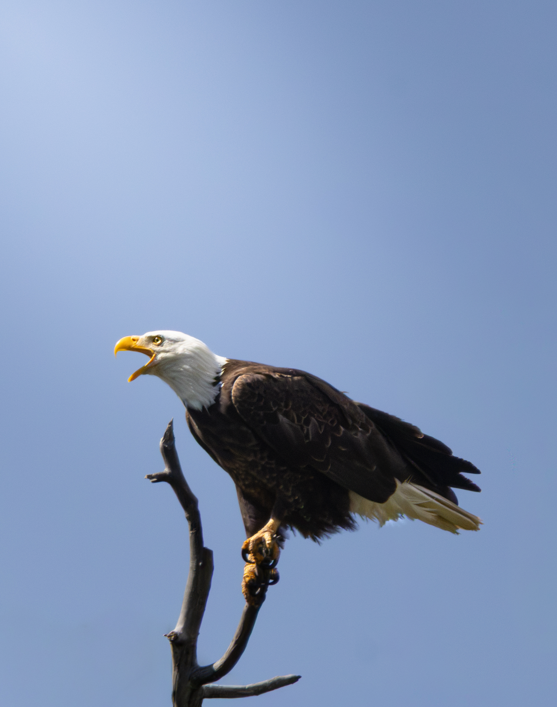 Bald eagle perched against a blue sky