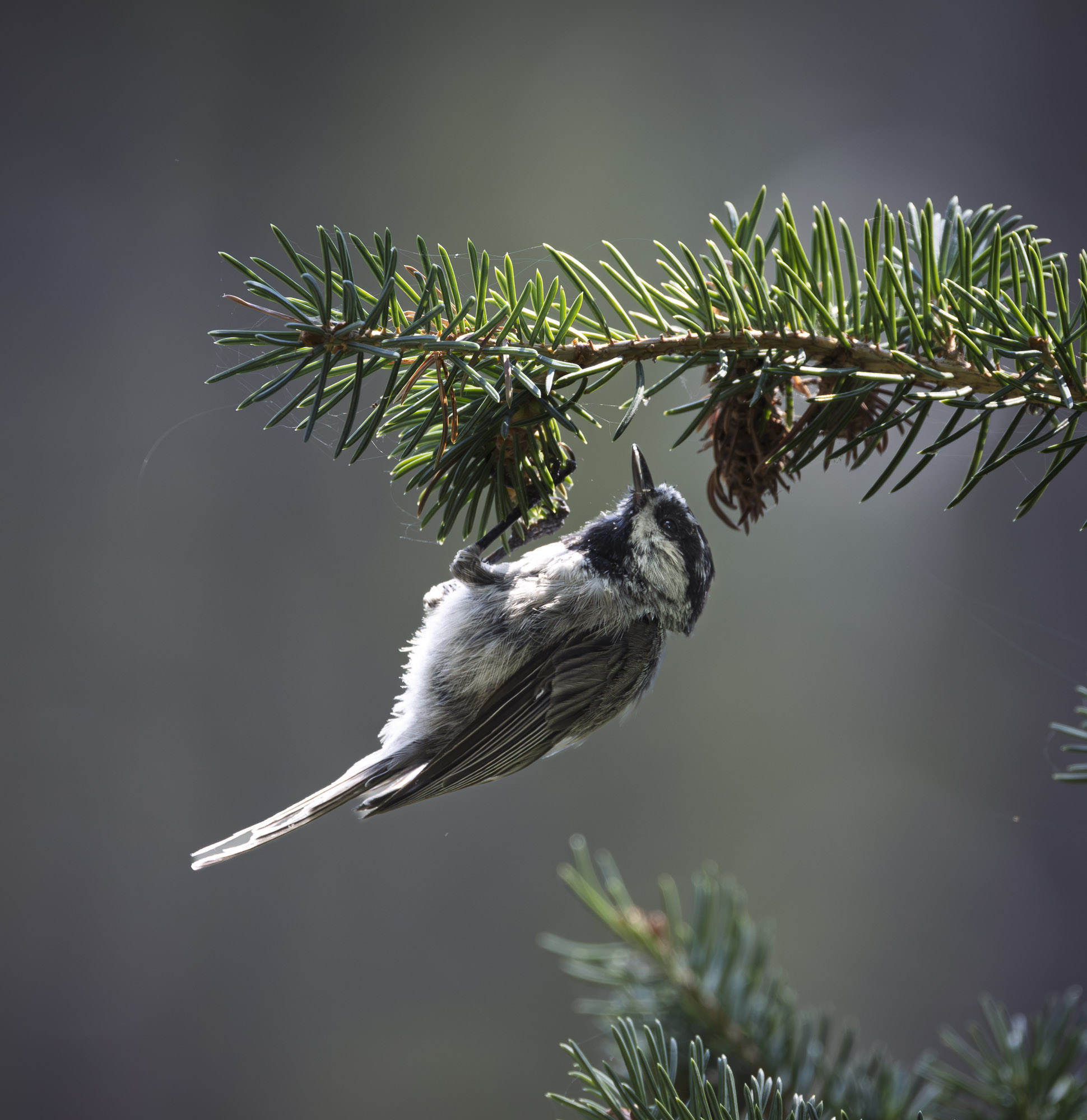 Small bird perched on a conifer branch