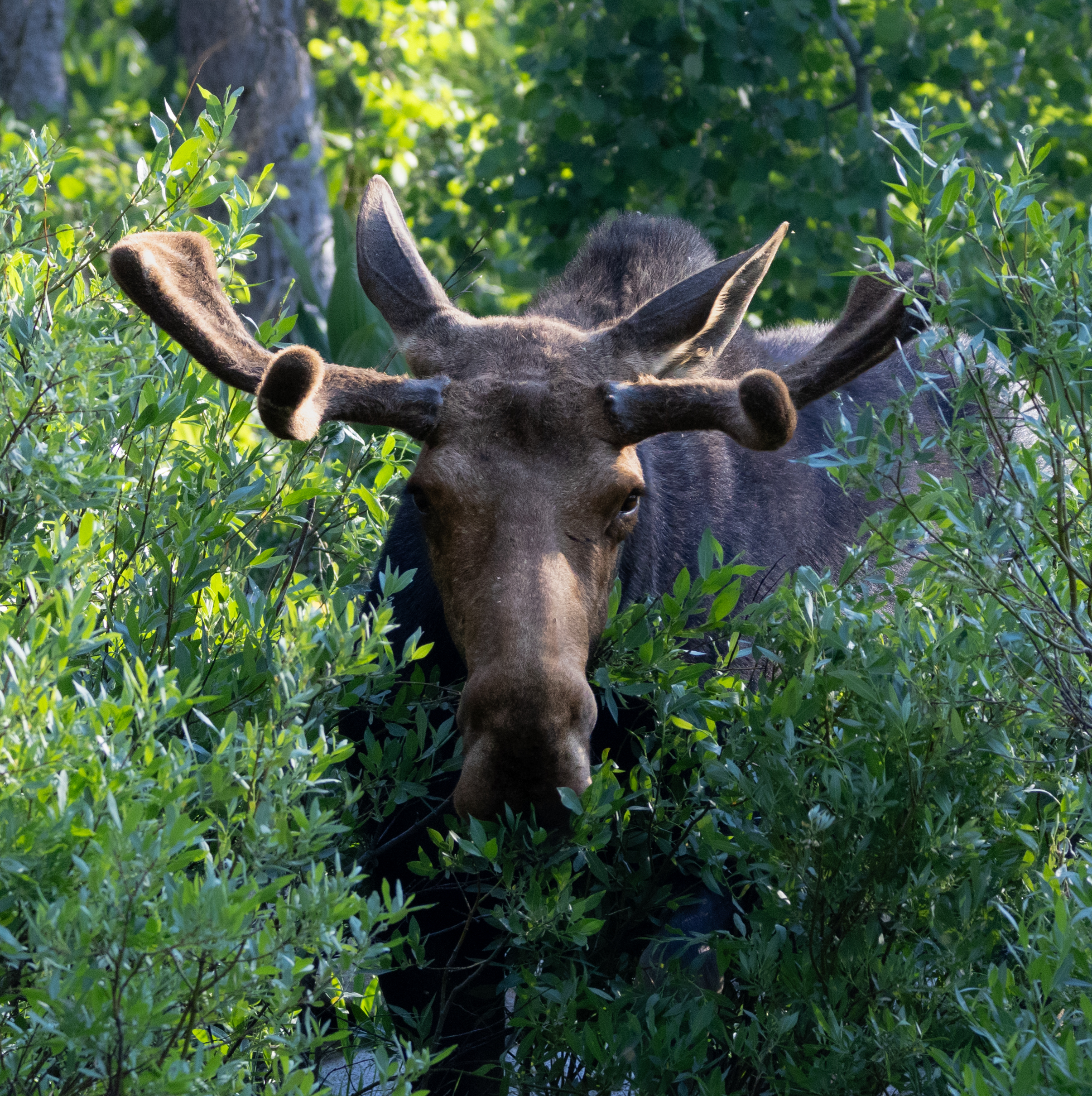 Moose in the Wasatch