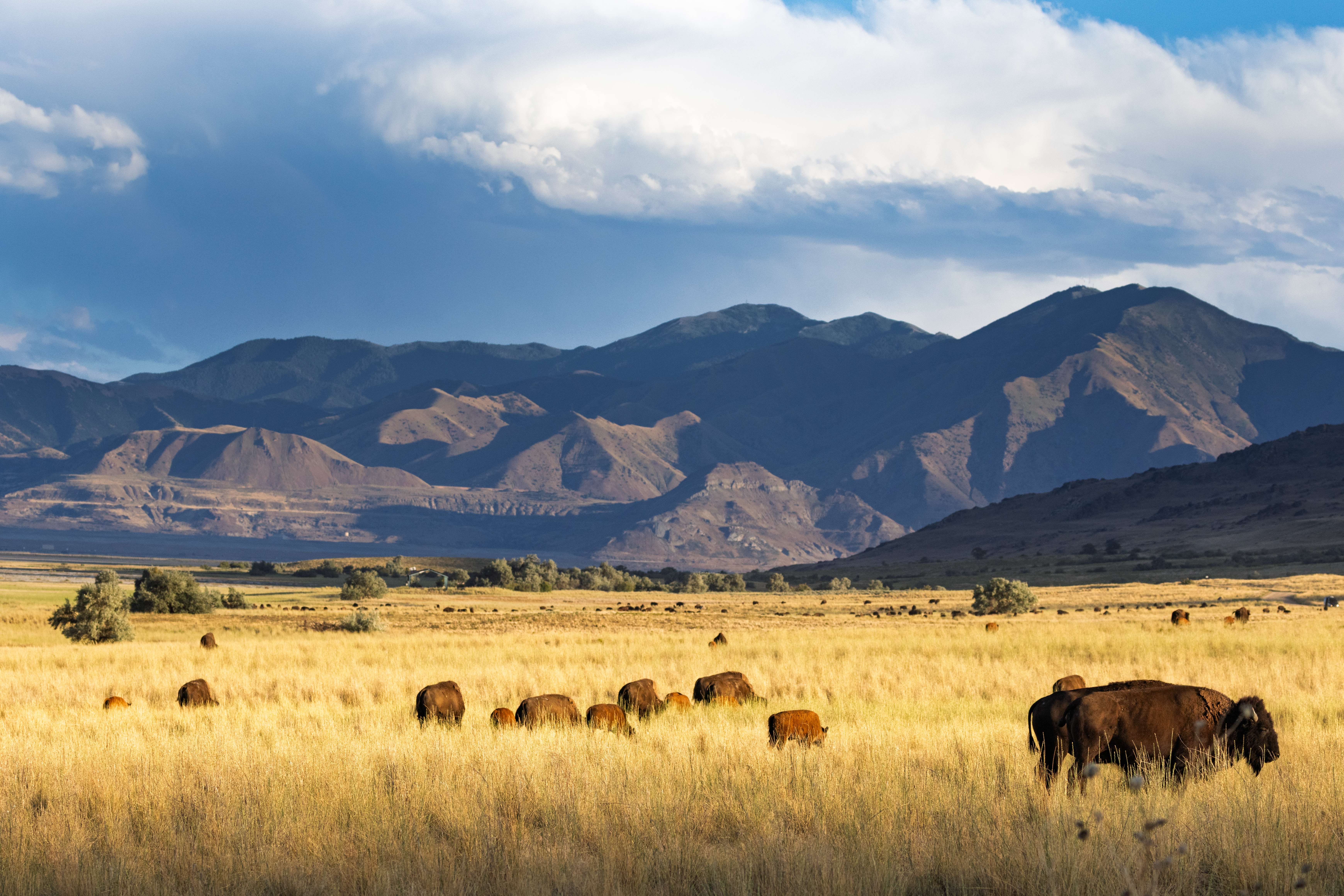 Bison in open country