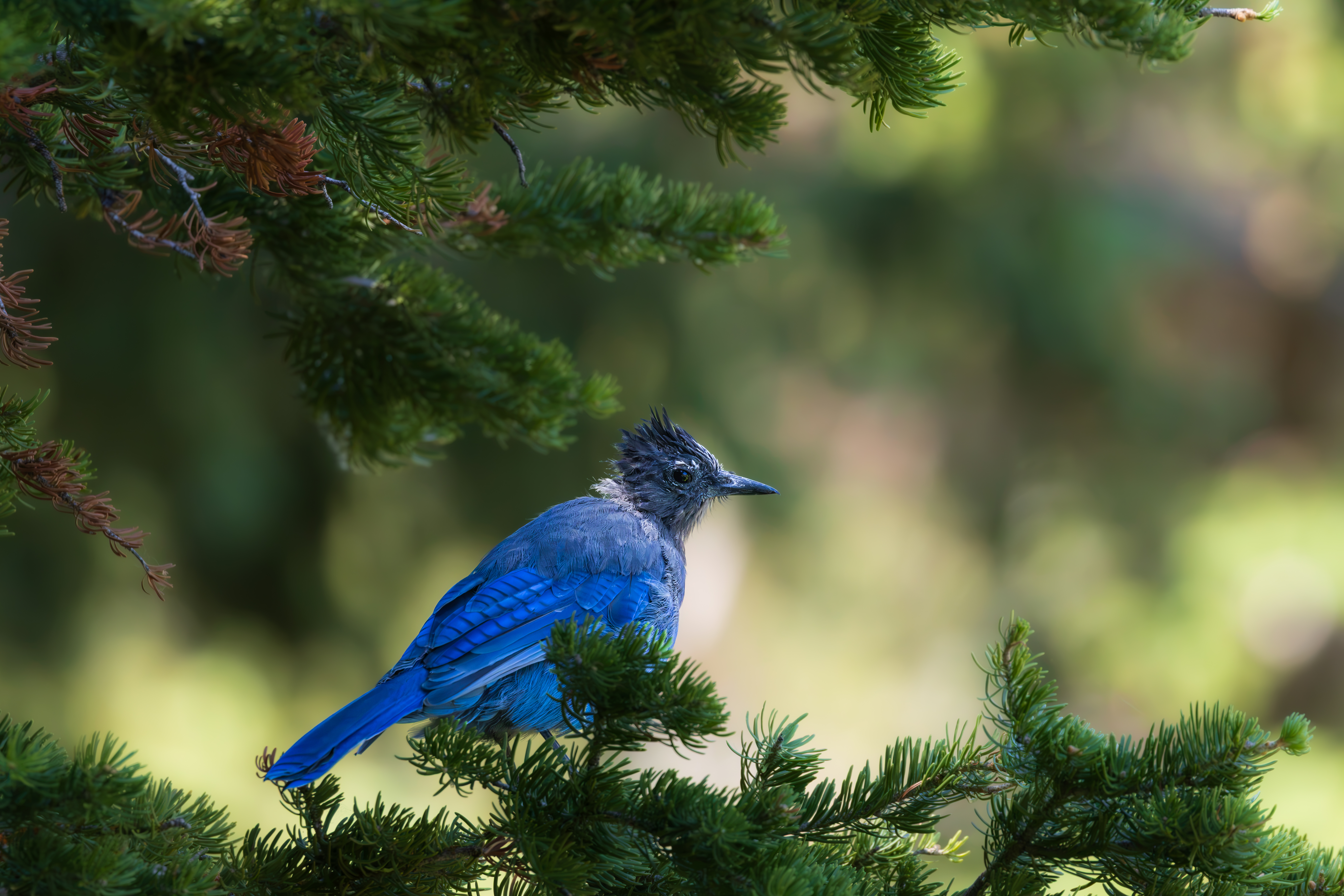 Wildlife in the Wasatch