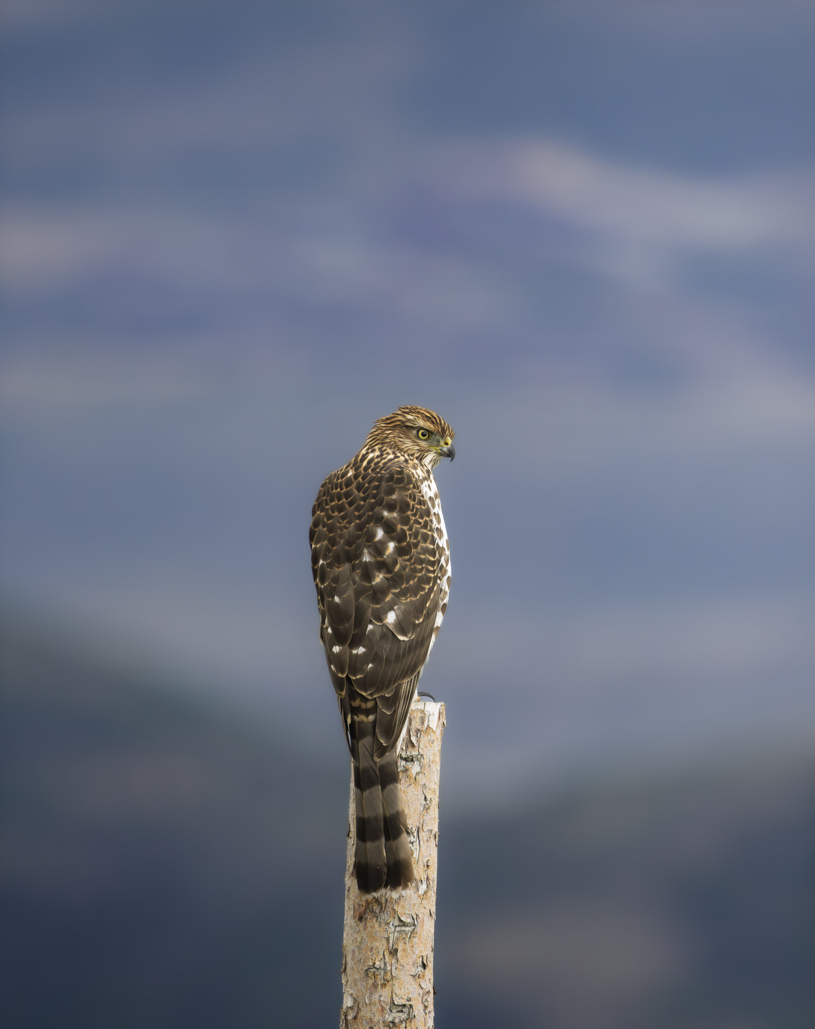 Hawk at Antelope Island